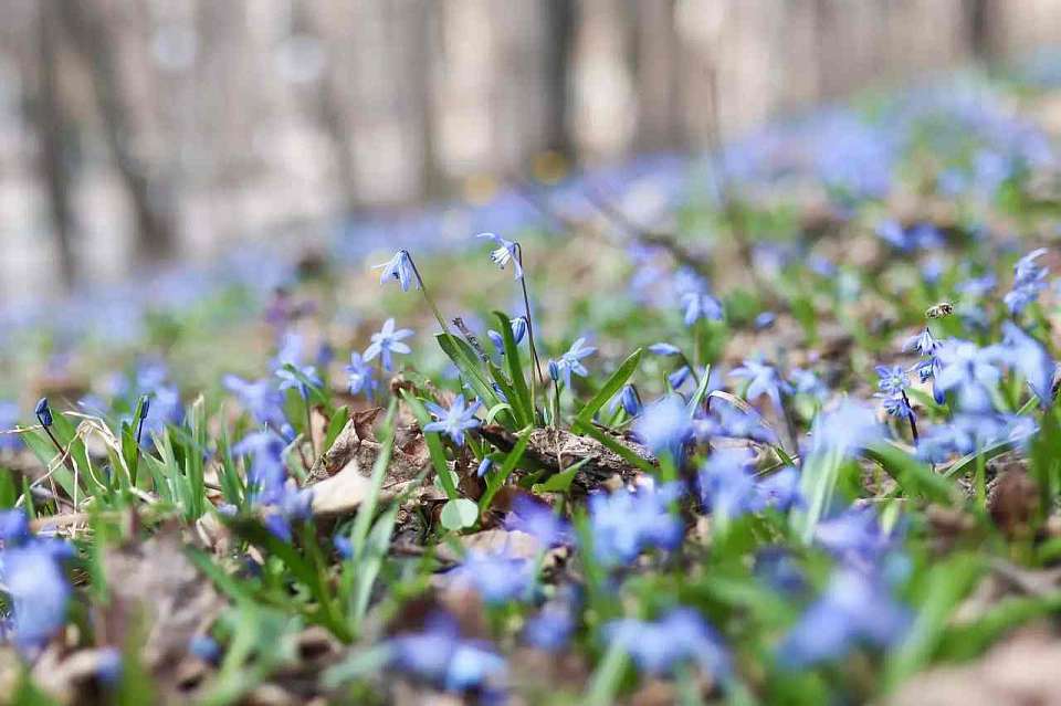 Поляны из пролесков украсили Центральный парк Воронежа