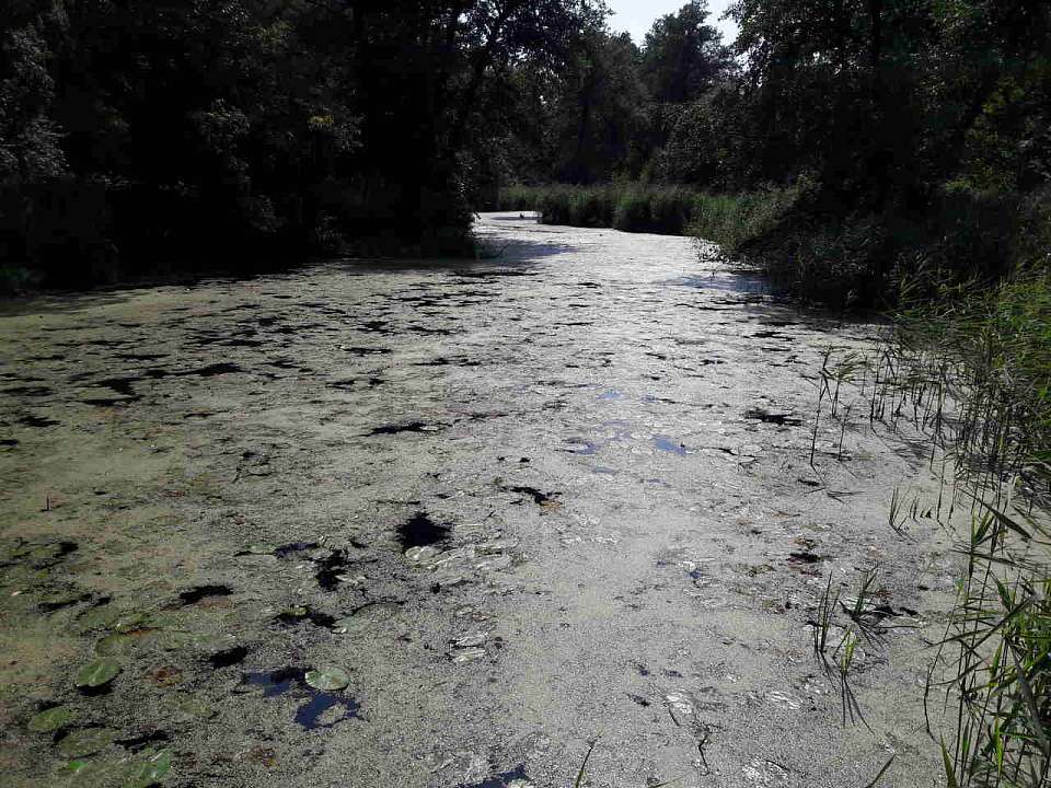 В липецком водоканале прокомментировали сообщения о загадочной субстанции в реке Воронеж