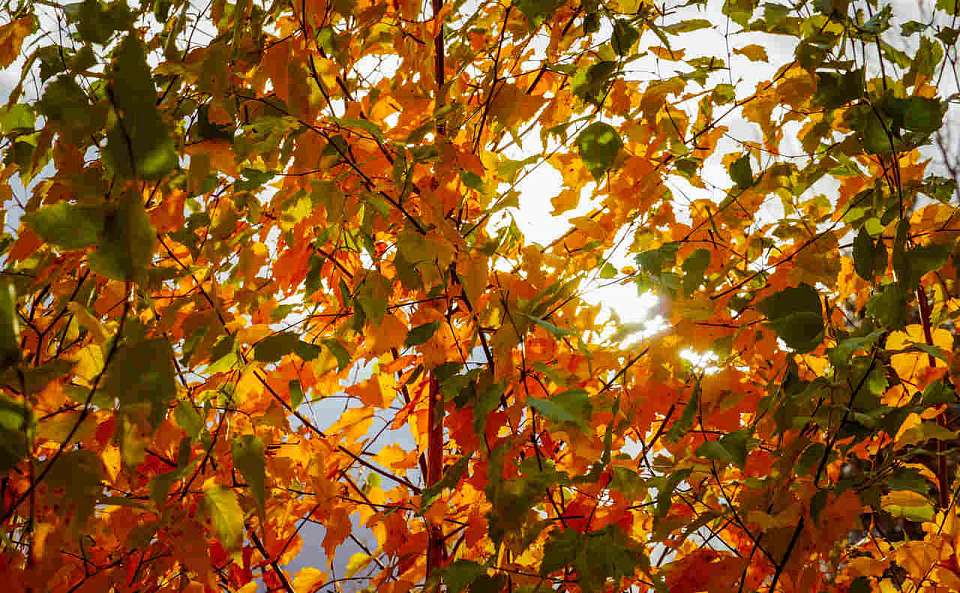 О погоде на вторник, 7 октября, воронежцам рассказали синоптики