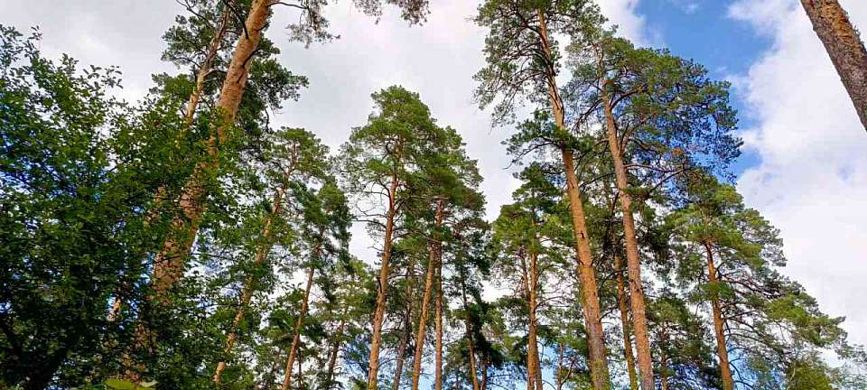 Особо охраняемой природной территорией в Воронеже станет Тавровский лес
