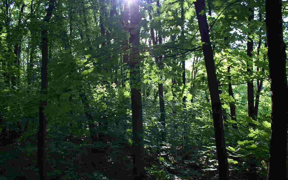 Когда спадет 30-градусная жара, рассказали в воронежском Гидрометцентре