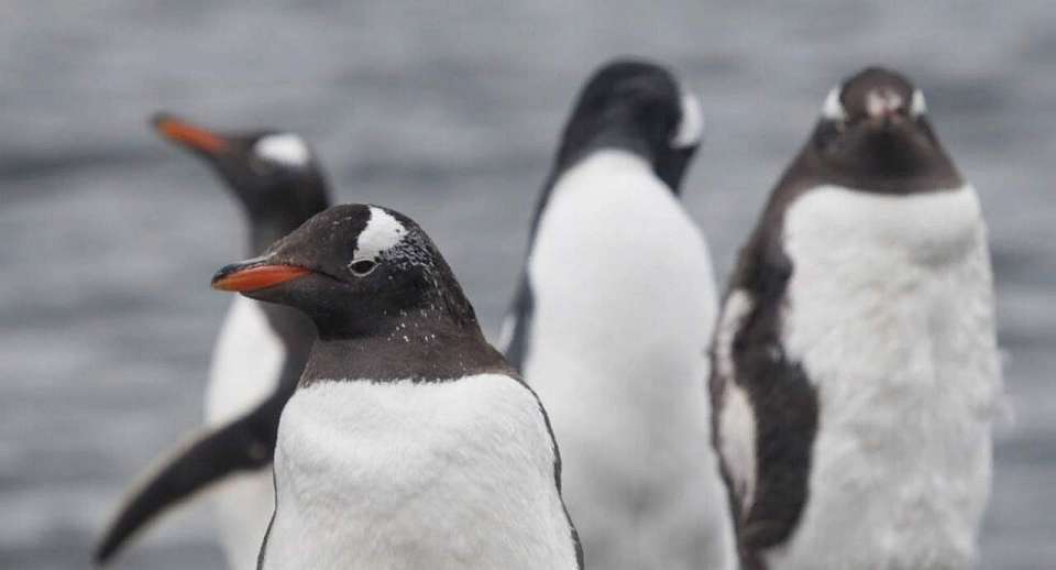 Что будет в Воронеже 25 апреля. Василий Парильщик. Всемирный день пингвинов. Перекрытие движения у стадиона. Усиление ветра