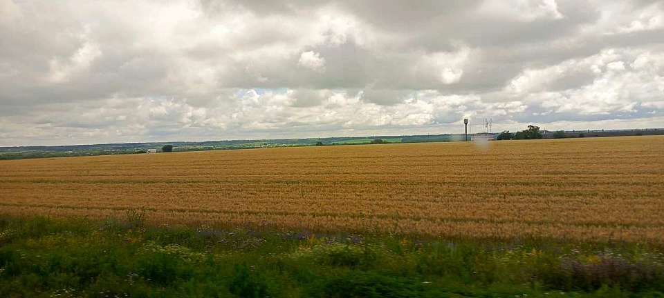 Воронежский арбитражный суд объявил о банкротстве ещё одной зерновой компании Олега Мамедова