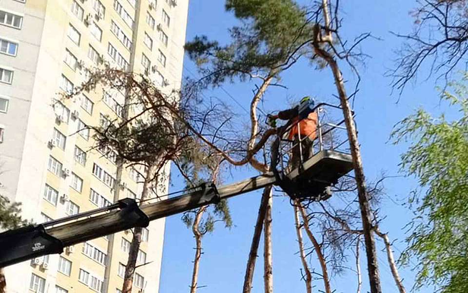 КБУ Железнодорожного района выполняет уходные работы за зелеными насаждениями