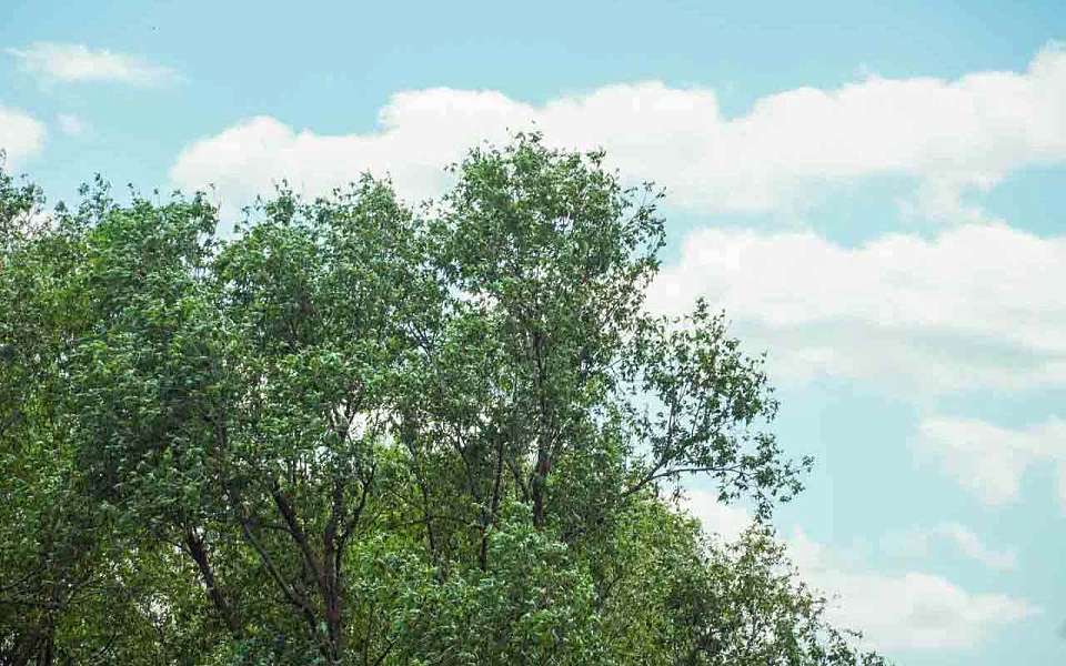 До +21 градуса потеплеет в Воронежской области