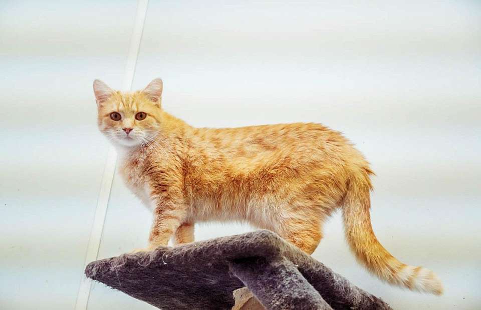 На пожаре в котокафе животные не пострадали в Воронеже