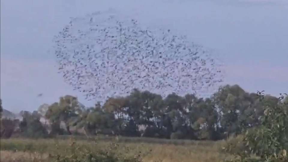 «Танец» скворцов запечатлели в Воронежском заповеднике