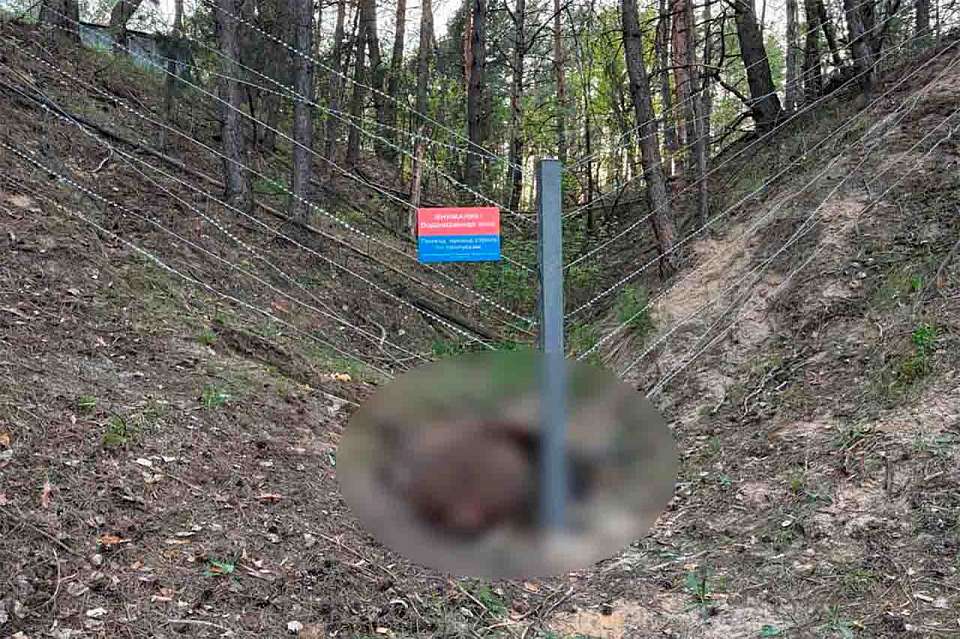 Молодой лось погиб, запутавшись в проволоке у водоподъемной станции в Воронеже