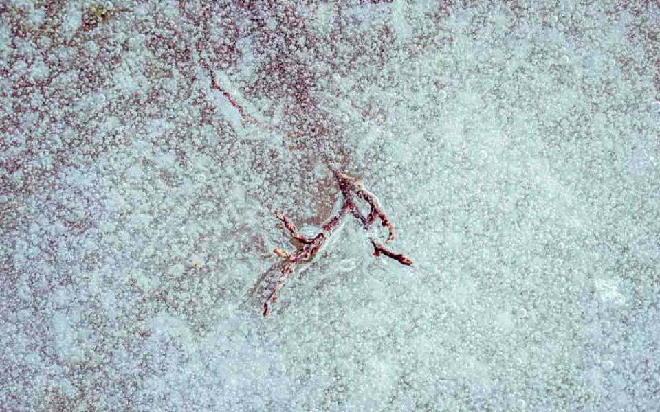 Опасная погода из-за заморозков и ветра накроет с 8 по 10 апреля Воронежскую область