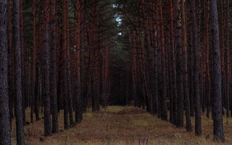 Мертвыми нашли четырех пропавших без вести в Воронежской области