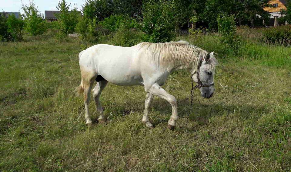 В 20 млн рублей обойдётся установка памятника коню в Воронежской области