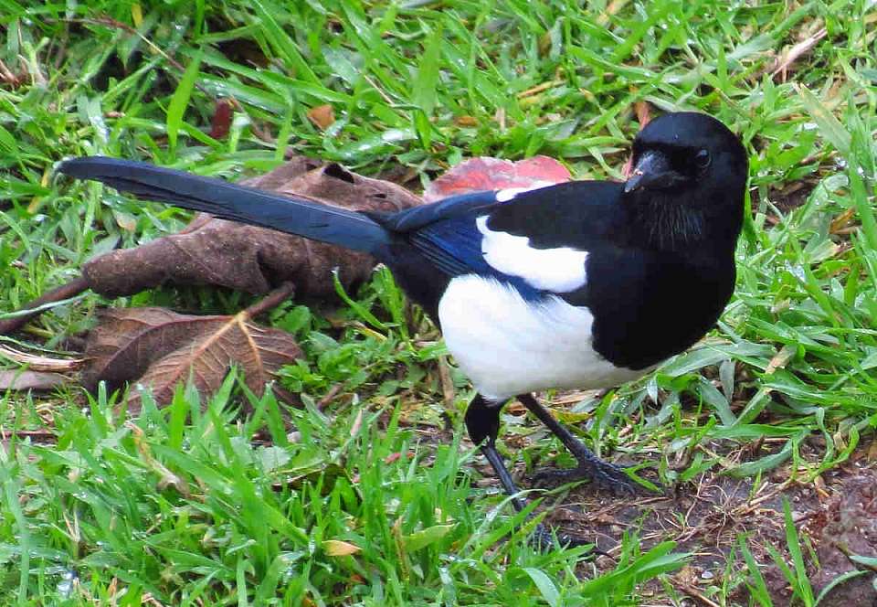 Бегающий по ЖК «Лазурный» ручной сорочонок удивил воронежцев