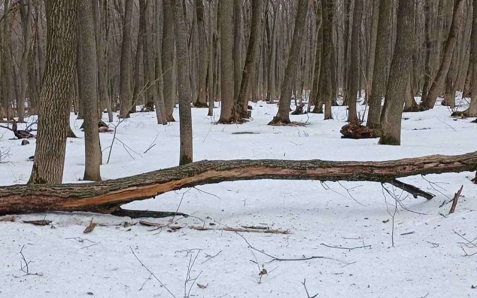 Санитарная вырубка деревьев стартовала в Воронежской нагорной дубраве
