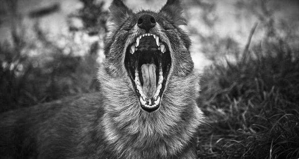 Карантин по бешенству животных был введён в воронежском селе