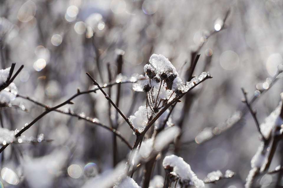 Легкий мороз ждет воронежцев в воскресенье, 23 февраля 