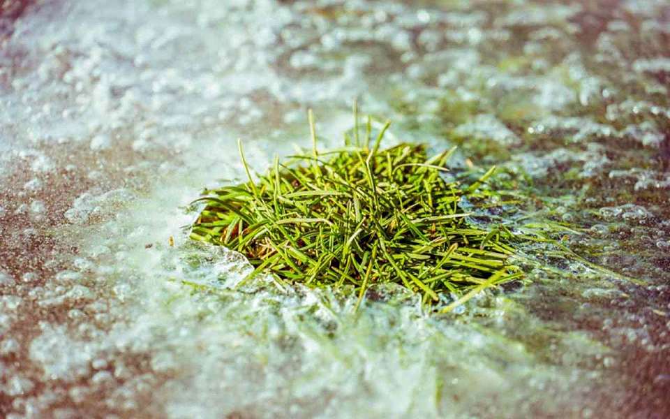 На смену морозам оттепель придет на рабочей неделе в Воронежскую область