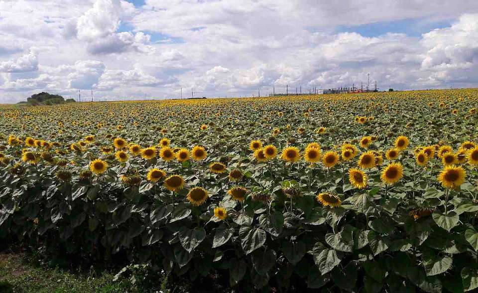 В Воронежской области пересеяли треть площадей, где погибли сельхозкультуры