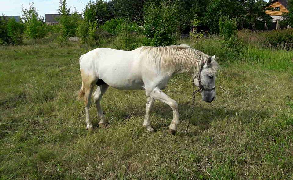 Родственники погибшего на турбазе в результате падения с лошади воронежца требуют компенсацию