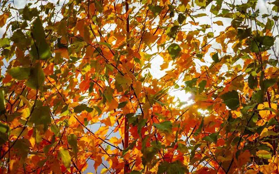 О погоде на среду, 17 сентября, рассказали воронежские синоптики