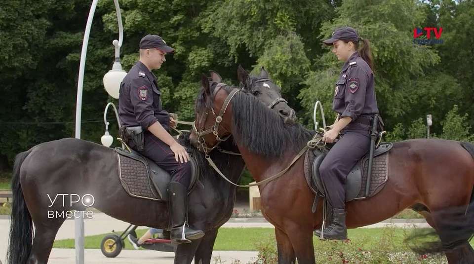В воронежской полиции в штате числятся 10 лошадей
