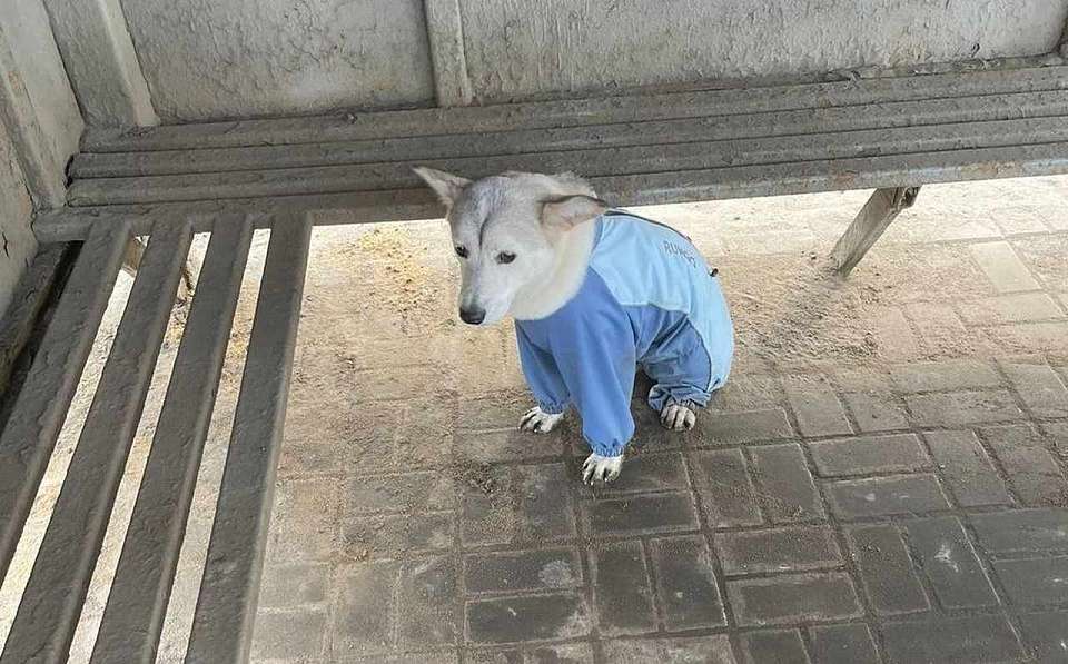 Грустного пса в красивом комбинезоне нашли на остановке в Воронеже