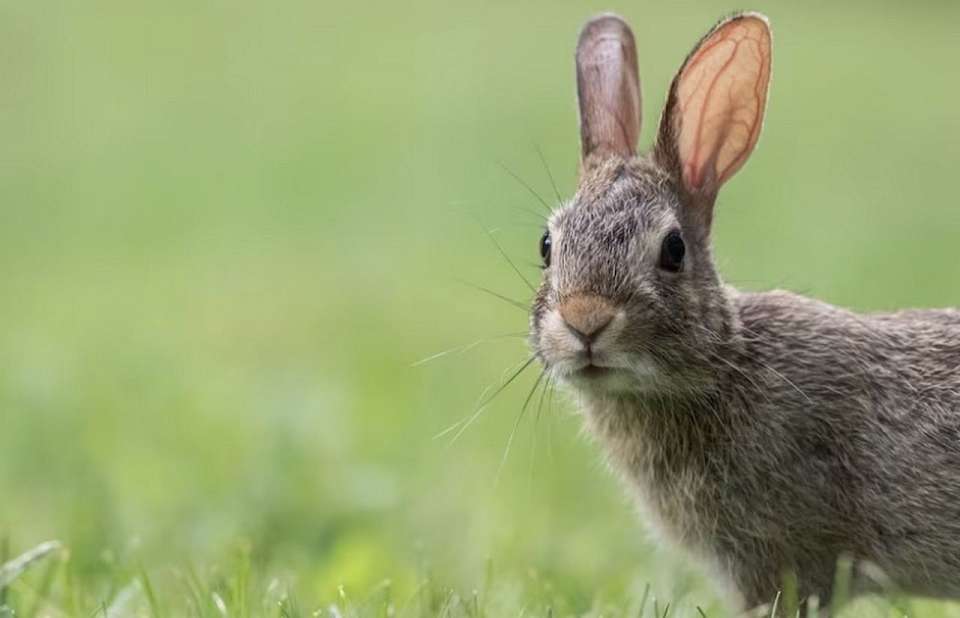 Схема охотугодий появилась в Воронежской области