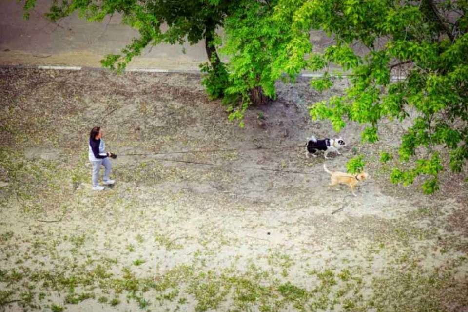 Какой вред наносят газонам животные, рассказали воронежцам