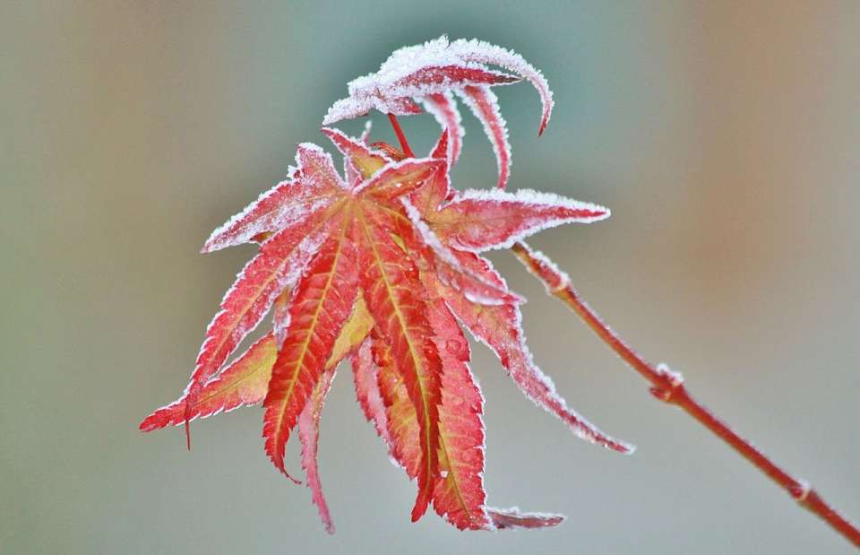 Заморозки до -1 градуса придут в Воронежскую область