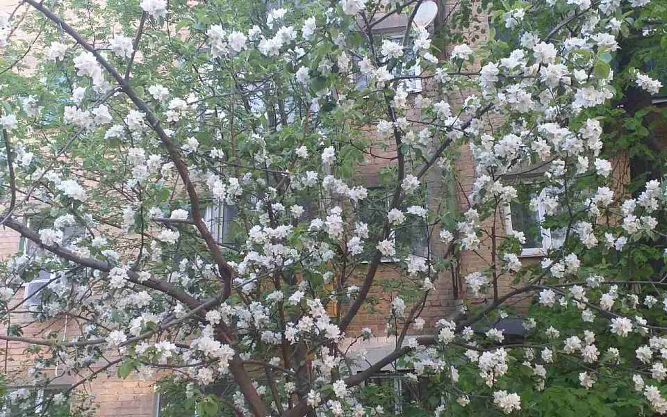 Потепление до +23 градусов придет 16 апреля в Воронежскую область