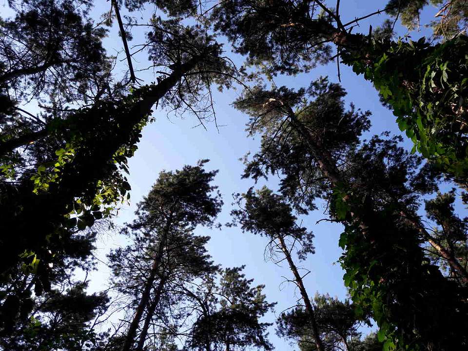 Мёртвыми нашли 6 пропавших без вести людей в Воронежской области