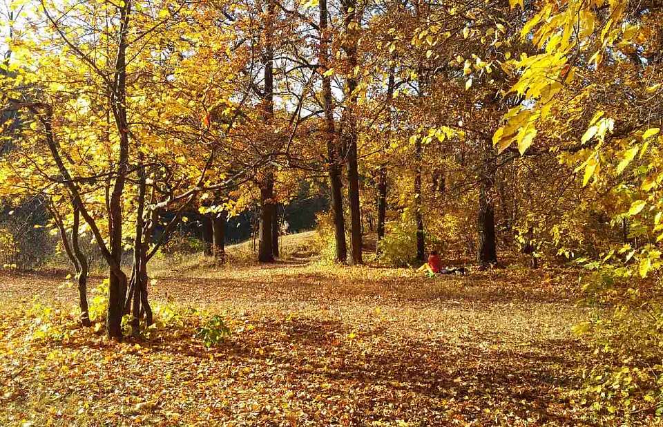 С дождливой погоды и шквалистого ветра начнётся в Воронеже финальная неделя октября