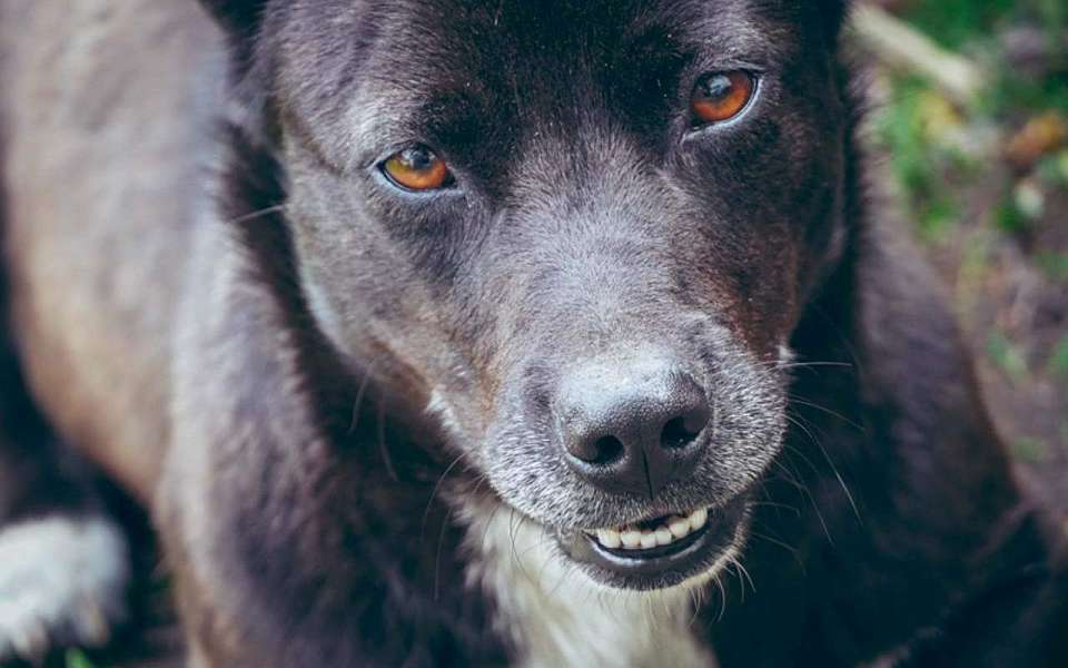 СК возбудил уголовное дело после нападения бездомных собак на женщину в Воронеже