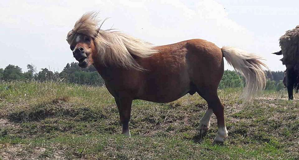 Ещё в одном районе Воронежской области выявили случай бешенства животного