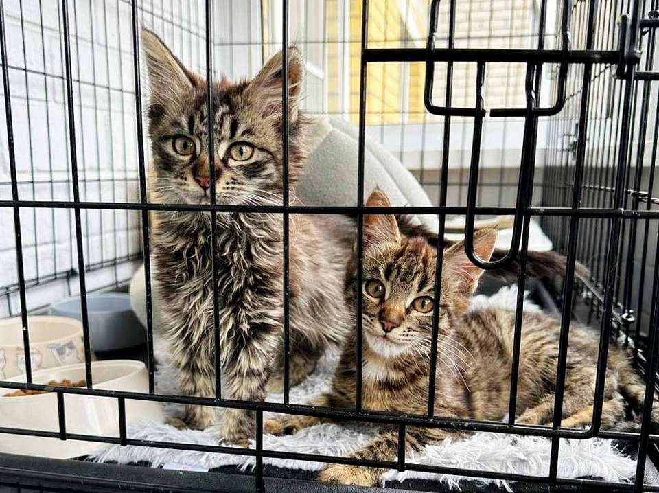 Котят, застрявших на дереве у Еврейского кладбища, спасли в Воронеже