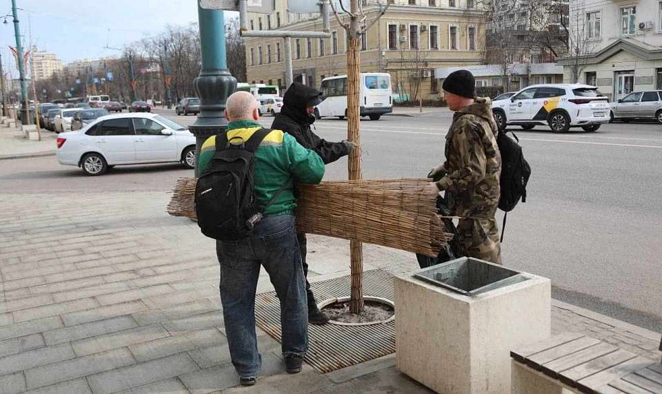 Работы по уходу за деревьями в Воронеже идут полным ходом