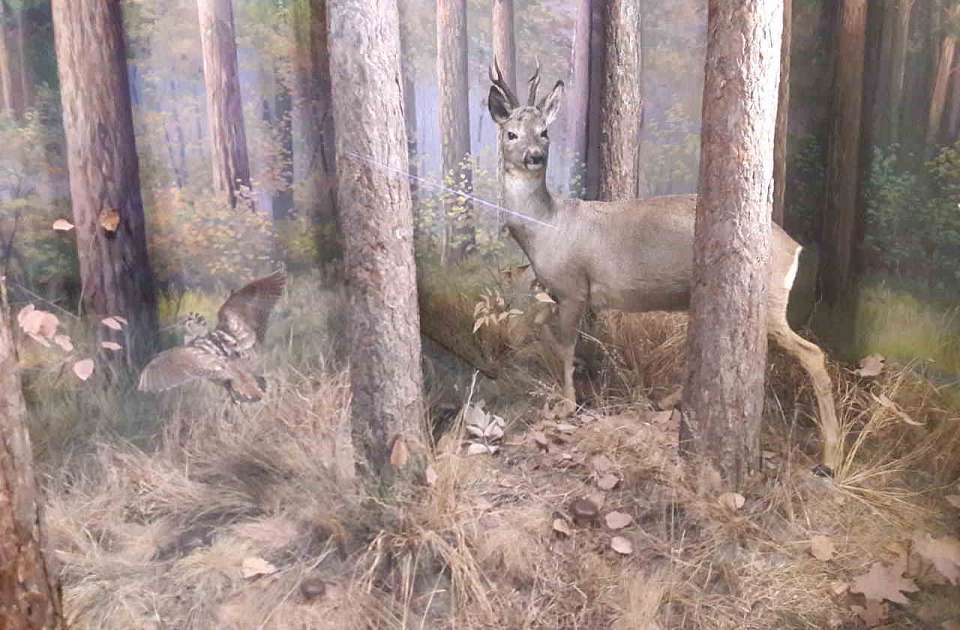 Косули в Воронежском заповеднике делят еду с птицами и идут за кормом к людям