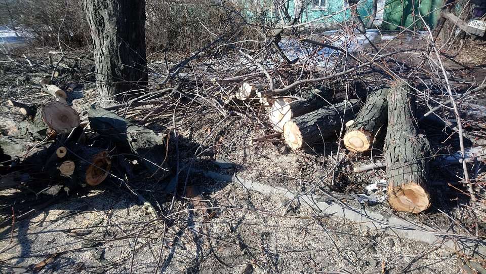 В Центральном районе начались работы по приведению в порядок зеленых насаждений