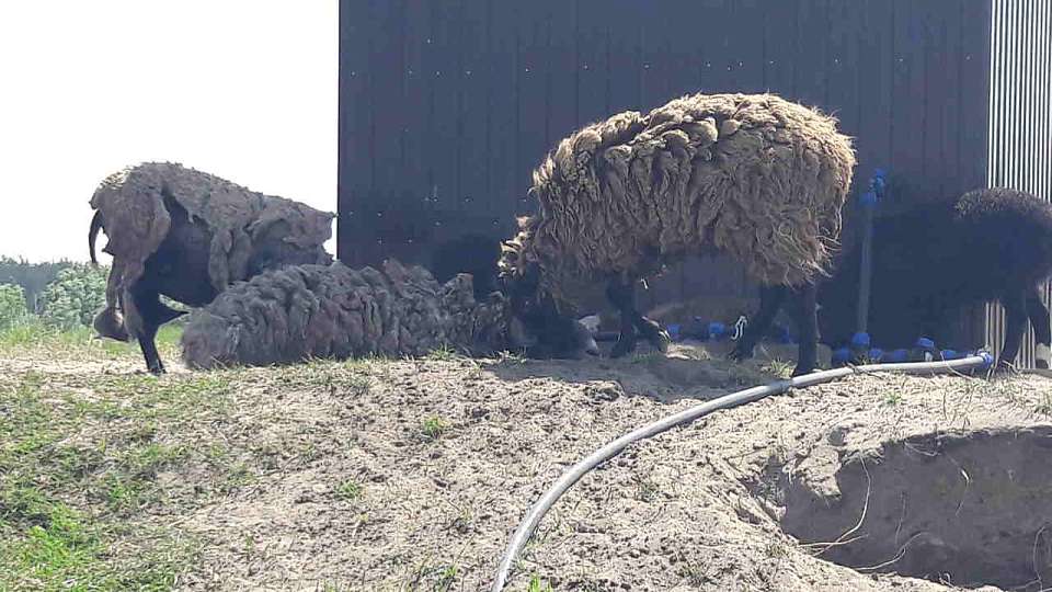 В Воронежской области задержаны овцы без документов, следовавшие из Волгограда