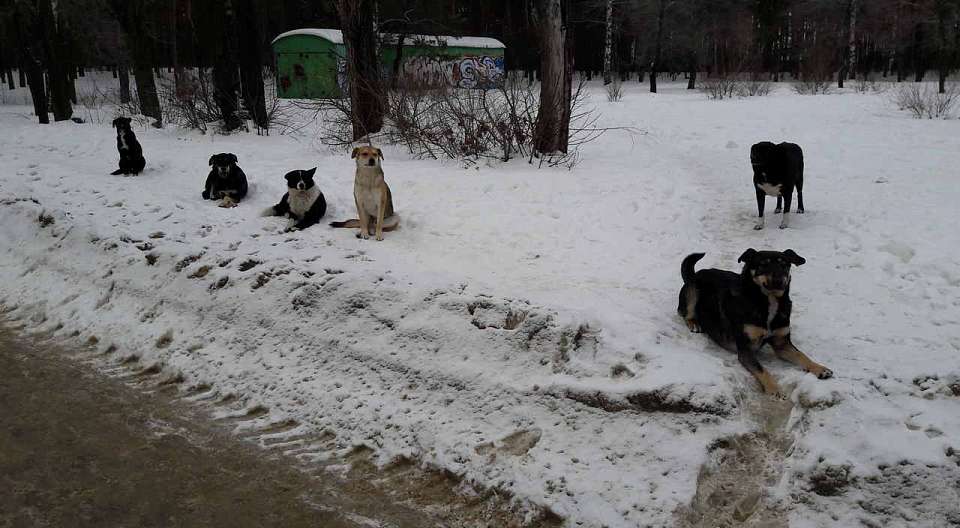 Случаи выбрасывания на крепкий мороз домашних животных участились в Воронеже