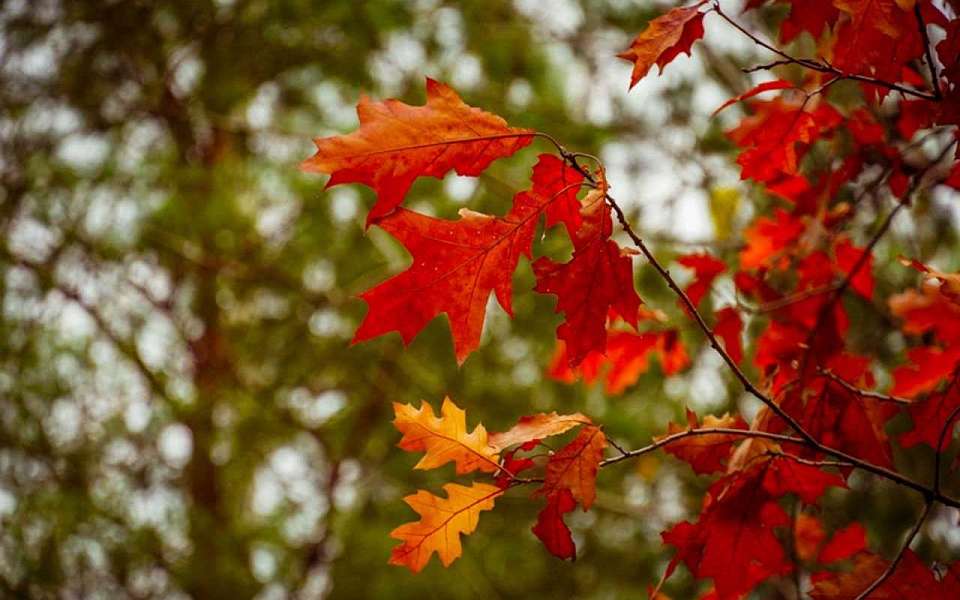 Какая погода будет в среду, 8 октября, в Воронеже и области
