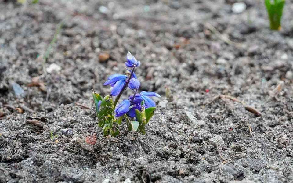 Заморозки до -3 градусов ударят в Воронежской области в конце апреля