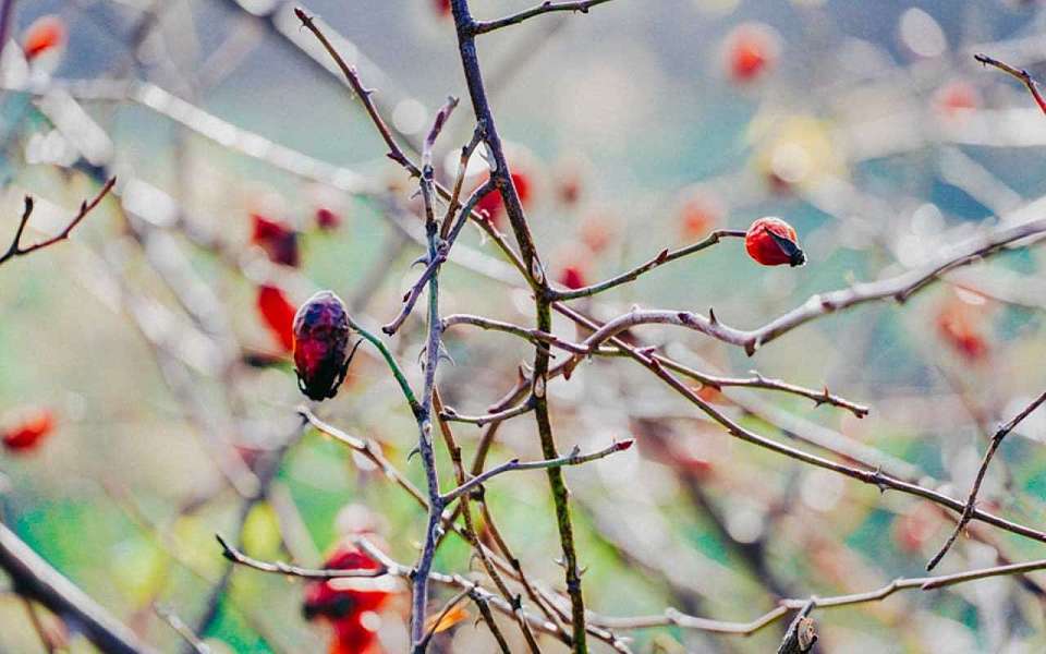 Похолодает до 0 градусов в Воронежской области