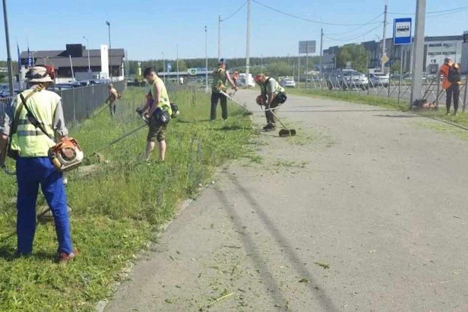 В нашем районе ежедневно ведется уход за газонами