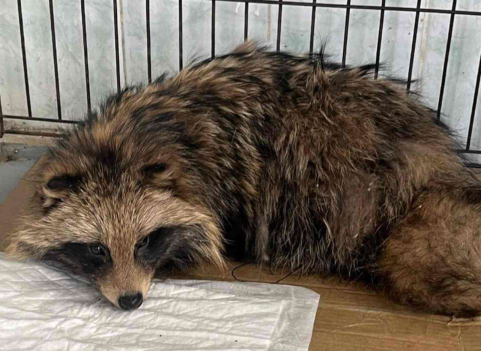 Стали известны подробности побега енота из воронежского приюта