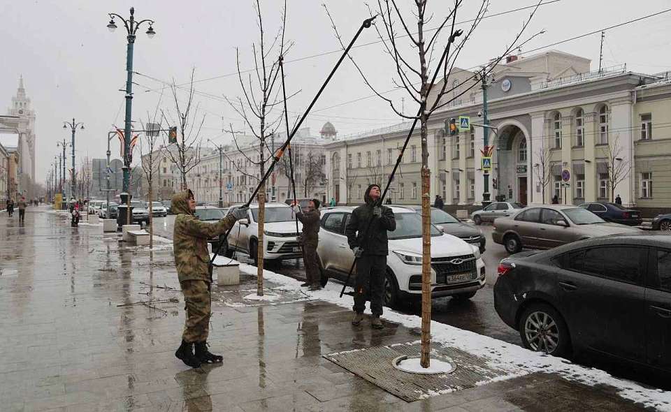 Весенние работы по уходу за деревьями начались на проспекте Революции в Воронеже