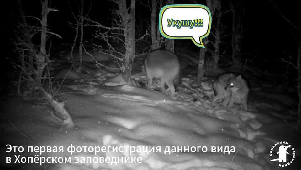 Азиатские шакалы появились в Хоперском заповеднике в Воронежской области