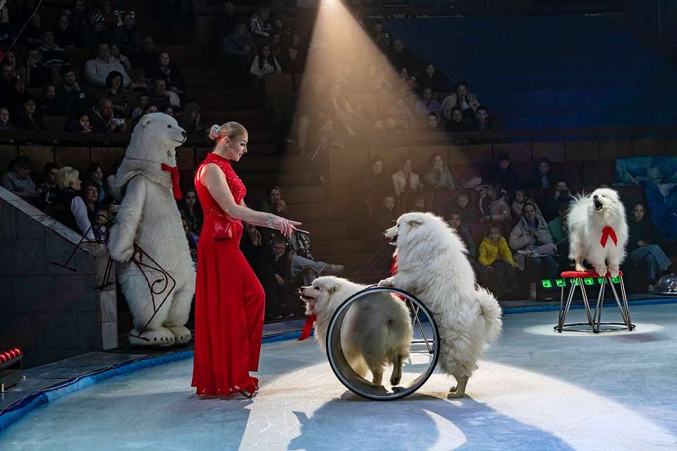Белые медведи порадуют воронежских детей на каникулах вокальными данными