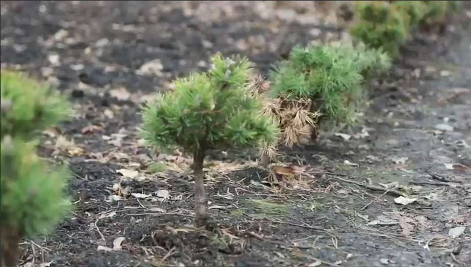 Состояние сосен в сквере имени Бунина в Воронеже не вызывает тревог экспертов