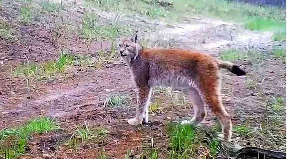 В Воронежском природном заповеднике от истощения погиб самец рыси