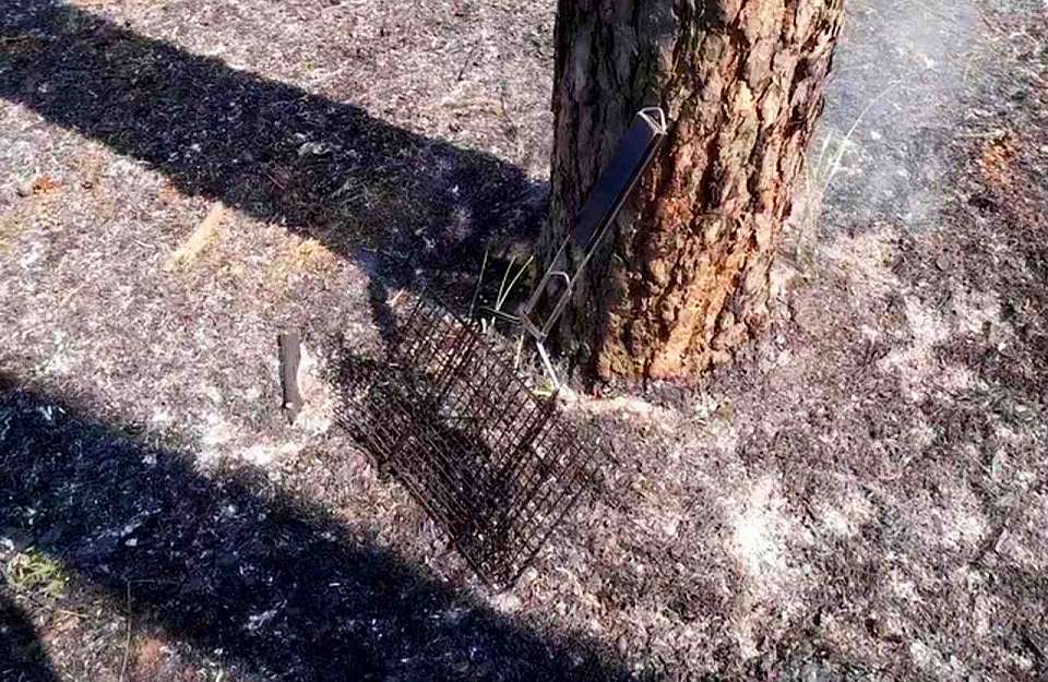 Из-за жарки шашлыка в Воронеже загорелся лес